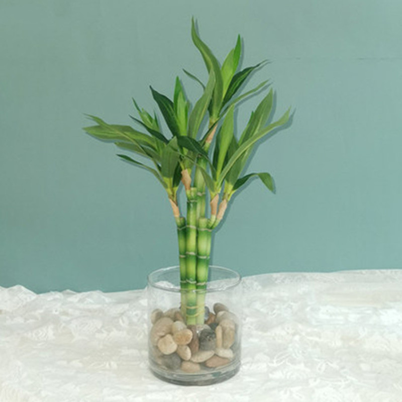 Aquarium Fish Saltwater - New 40cm rFtificial Lucky Bamboo Succulent