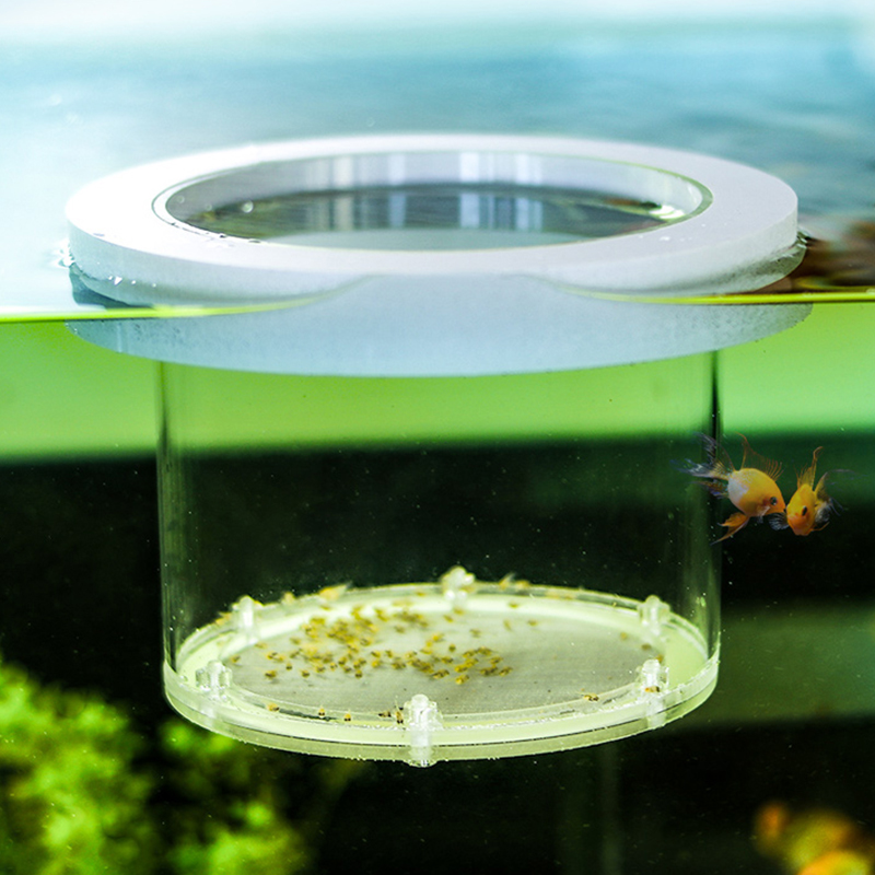 Suspended Fish Tank Breeding I - Box Fish In Aquarium review and price