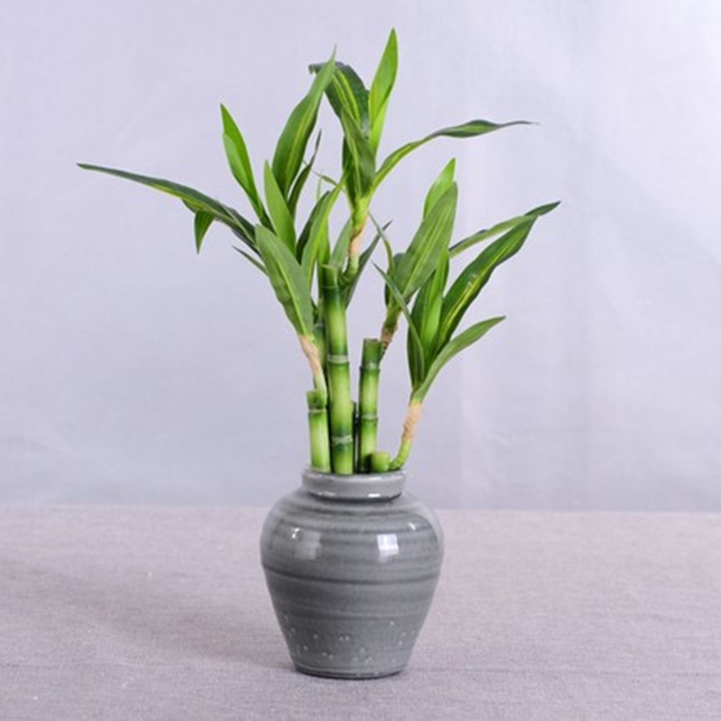 New 40cm rFtificial Lucky Bamb - Aquarium Fish Saltwater review and price