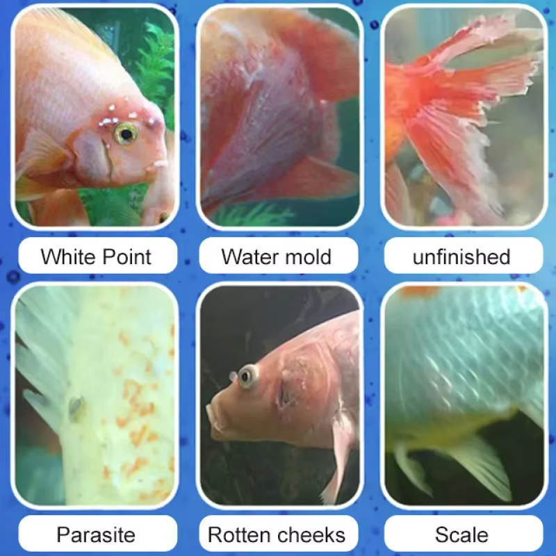 SIKEZHAN Fish Disease Treatmen - Aquarium Fish Saltwater review and price