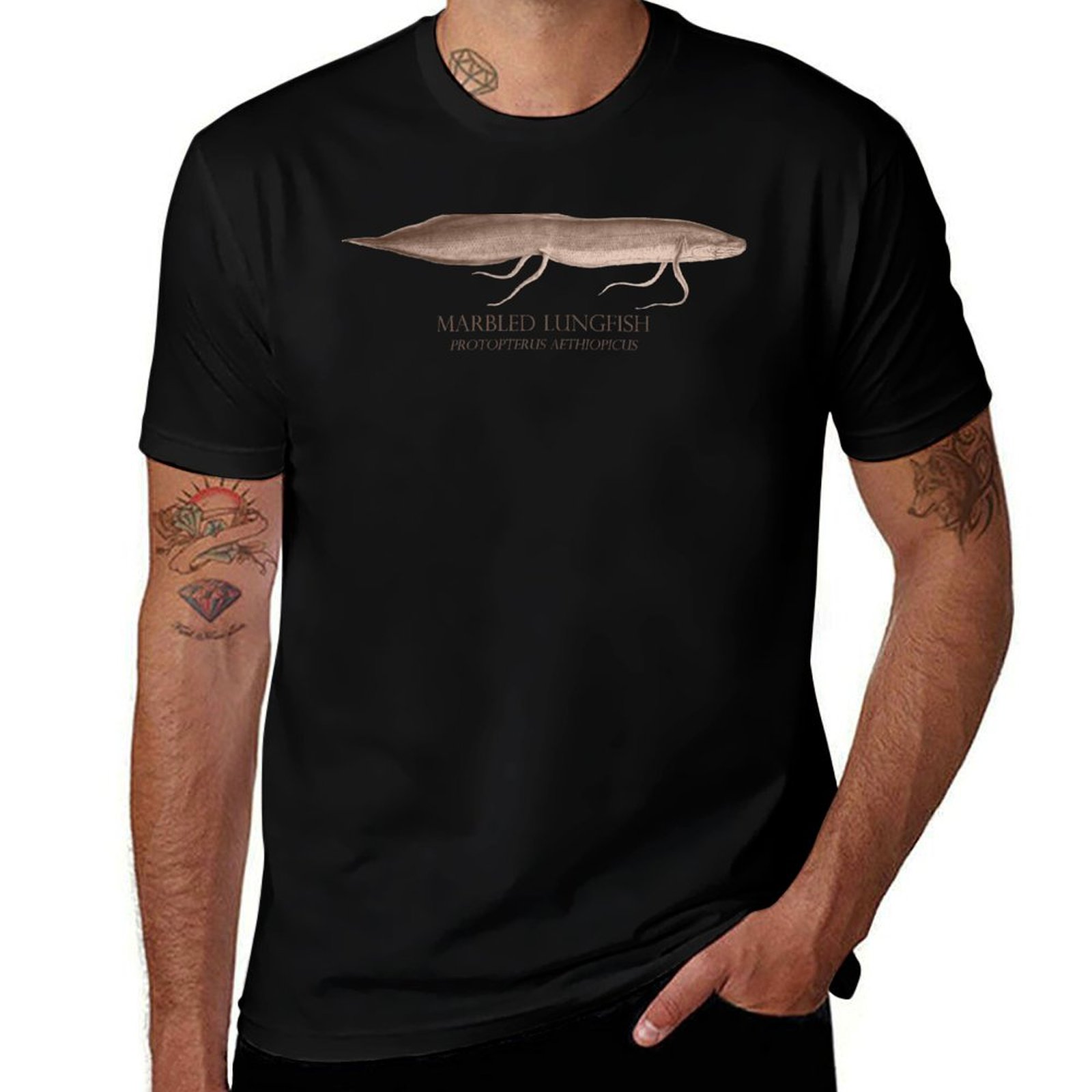 Lungfish Protopterus Aquarium  - Aquarium Fish Monster review and price