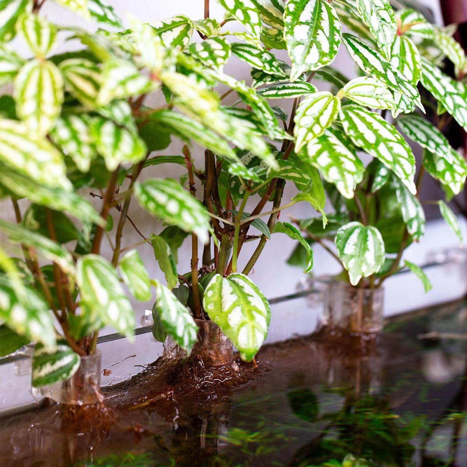 Mini Fish Tank Planter Pot 6Pc - Aquarium Fish Elevator review and price