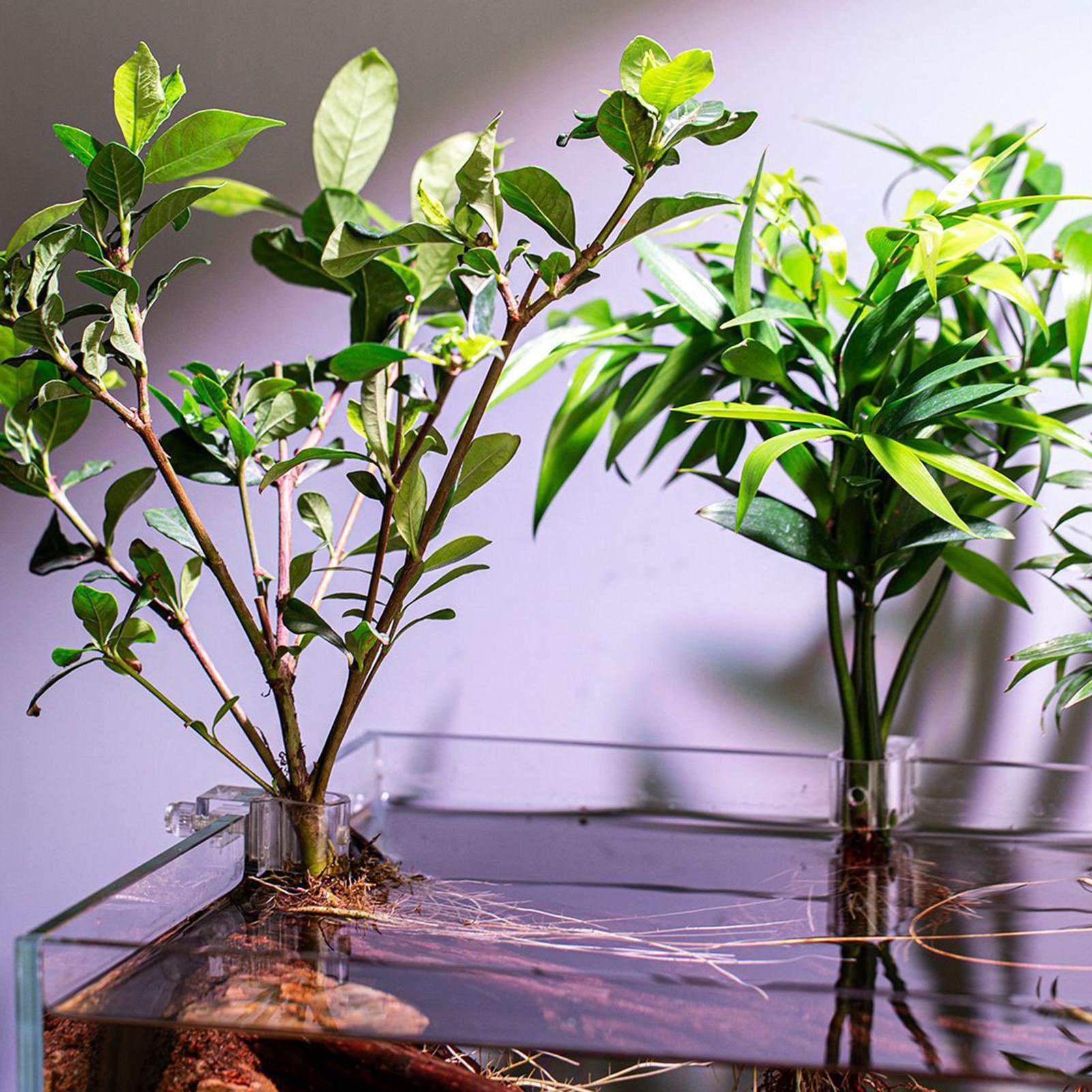 Mini Fish Tank Planter Pot 6Pc - Aquarium Fish Elevator review and price