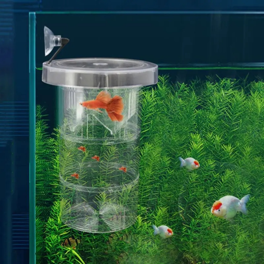 Acrylic Floating Fish Breeding - Box Fish In Aquarium review and price