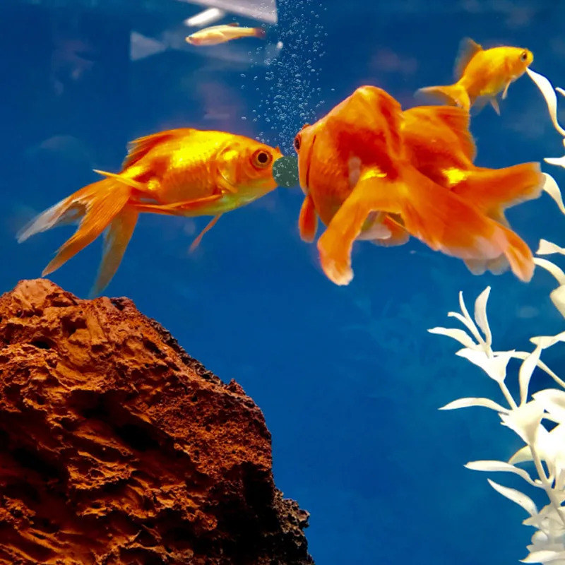100-1500Pcs High-Purity Spirul - Aquarium Fish Enrichment review and price